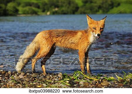 "Red Fox (Vulpes vulpes) on the lakeshore in the evening light, Kurile Lake, Kamchatka Peninsula, Russia, Europe" View Large Photo Image Stock Image - "Red Fox (Vulpes vulpes) on the lakeshore in the evening light, Kurile Lake, Kamchatka Peninsula, Russia, Europe". Fotosearch