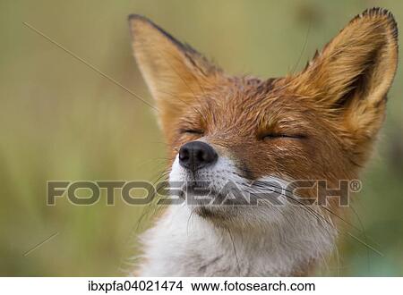 "Red fox (Vulpes vulpes), portrait, Kamchatka, Russia, Europe" View Large Photo Image Picture - "Red fox (Vulpes vulpes), portrait, Kamchatka, Russia, Europe". Fotosearch