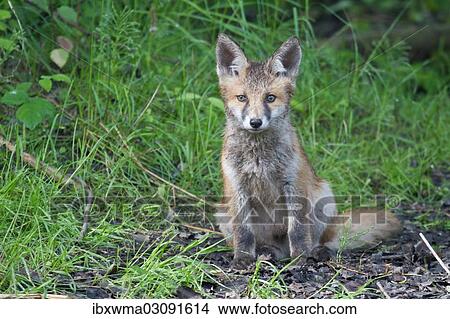 "Red Fox (Vulpes vulpes), pup, North Hesse, Hesse, Germany, Europe" View Large Photo Image Picture - "Red Fox (Vulpes vulpes), pup, North Hesse, Hesse, Germany, Europe". Fotosearch