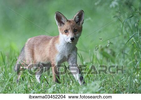 "Red Fox (Vulpes vulpes), pup, North Hesse, Hesse, Germany, Europe" View Large Photo Image Picture - "Red Fox (Vulpes vulpes), pup, North Hesse, Hesse, Germany, Europe". Fotosearch