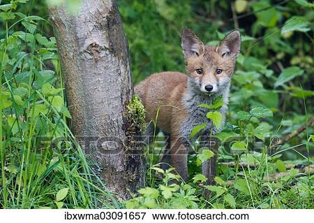 Stock Photo - "Red Fox (Vulpes vulpes), pup, North Hesse, Hesse, Germany, Europe". Fotosearch