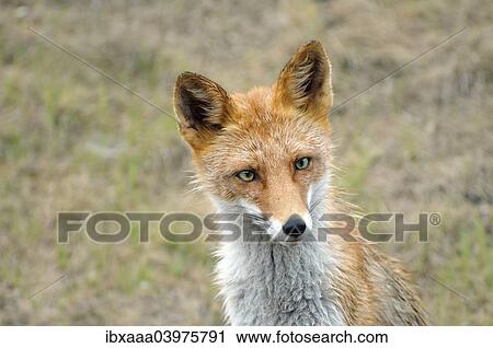 "Red Fox (Vulpes vulpes), Russia, Europe" View Large Photo Image Stock Image - "Red Fox (Vulpes vulpes), Russia, Europe". Fotosearch