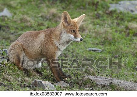 "Red Fox (Vulpes vulpes) sitting on an alpine meadow, Tyrolean Unterland, Tyrol, Austria, Europe" View Large Photo Image Stock Photo - "Red Fox (Vulpes vulpes) sitting on an alpine meadow, Tyrolean Unterland, Tyrol, Austria, Europe". Fotosearch