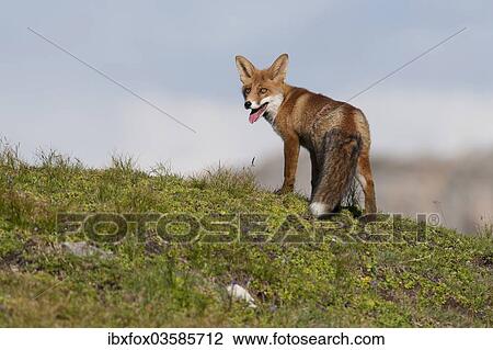 "Red Fox (Vulpes vulpes) standing on an alpine meadow, Tyrolean Unterland, Tyrol, Austria, Europe" View Large Photo Image Stock Image - "Red Fox (Vulpes vulpes) standing on an alpine meadow, Tyrolean Unterland, Tyrol, Austria, Europe". Fotosearch