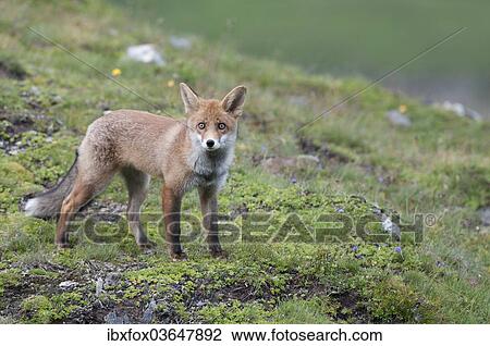"Red Fox (Vulpes vulpes) standing on an alpine meadow, Tyrolean Unterland, Tyrol, Austria, Europe" View Large Photo Image Stock Image - "Red Fox (Vulpes vulpes) standing on an alpine meadow, Tyrolean Unterland, Tyrol, Austria, Europe". Fotosearch