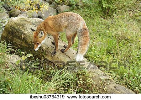 Stock Photo - "Red Fox (Vulpes vulpes) standing on an old tree trunk, Canton of Zurich, Switzerland, Europe". Fotosearch