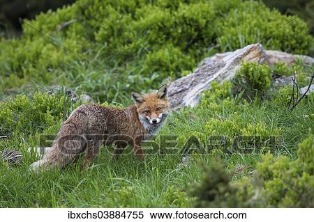 Stock Photography - "Red Fox (Vulpes vulpes), Stubai Valley, Tyrol, Austria, Europe". Fotosearch