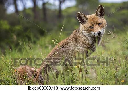 "Red Fox (Vulpes vulpes), Tuscany, Italy, Europe" View Large Photo Image Stock Photo - "Red Fox (Vulpes vulpes), Tuscany, Italy, Europe". Fotosearch