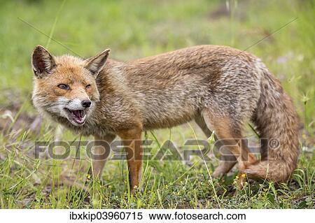 "Red Fox (Vulpes vulpes), Tuscany, Italy, Europe" View Large Photo Image Stock Photography - "Red Fox (Vulpes vulpes), Tuscany, Italy, Europe". Fotosearch