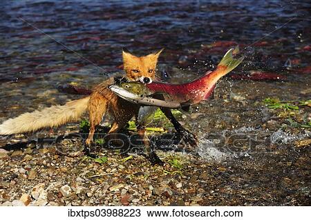 "Red Fox (Vulpes vulpes) with a caught salmon, Kurile Lake, Kamchatka Peninsula, Russia, Europe" View Large Photo Image Stock Image - "Red Fox (Vulpes vulpes) with a caught salmon, Kurile Lake, Kamchatka Peninsula, Russia, Europe". Fotosearch