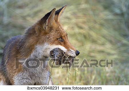 "Red fox (Vulpes vulpes) with prey, North Hesse, Hesse, Germany, Europe" View Large Photo Image Stock Image - "Red fox (Vulpes vulpes) with prey, North Hesse, Hesse, Germany, Europe". Fotosearch
