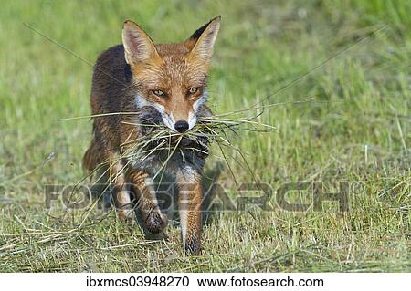 "Red fox (Vulpes vulpes) with prey, North Hesse, Hesse, Germany, Europe" View Large Photo Image Stock Image - "Red fox (Vulpes vulpes) with prey, North Hesse, Hesse, Germany, Europe". Fotosearch