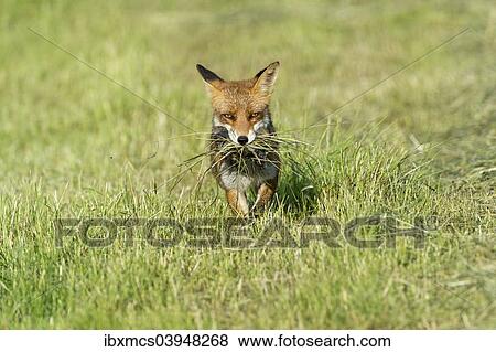 "Red fox (Vulpes vulpes) with prey, North Hesse, Hesse, Germany, Europe" View Large Photo Image Stock Photo - "Red fox (Vulpes vulpes) with prey, North Hesse, Hesse, Germany, Europe". Fotosearch