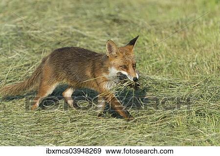 "Red fox (Vulpes vulpes) with prey, North Hesse, Hesse, Germany, Europe" View Large Photo Image Stock Photo - "Red fox (Vulpes vulpes) with prey, North Hesse, Hesse, Germany, Europe". Fotosearch