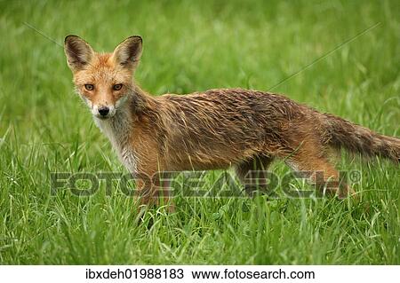 "Red Fox (Vulpes vulpes), young fox, three months, Allgaeu, Bavaria, Germany, Europe" View Large Photo Image Stock Image - "Red Fox (Vulpes vulpes), young fox, three months, Allgaeu, Bavaria, Germany, Europe". Fotosearch