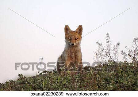 "Red fox (Vulpes vulpes), young, Yarmakov island, Ukraine, Eastern Europe, Europe" View Large Photo Image Stock Photo - "Red fox (Vulpes vulpes), young, Yarmakov island, Ukraine, Eastern Europe, Europe". Fotosearch