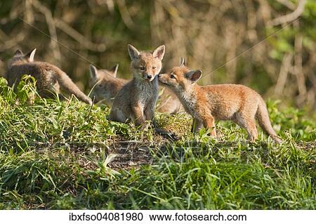 "Red foxes (Vulpes vulpes), fox cubs, Thuringia, Germany, Europe" View Large Photo Image Stock Image - "Red foxes (Vulpes vulpes), fox cubs, Thuringia, Germany, Europe". Fotosearch
