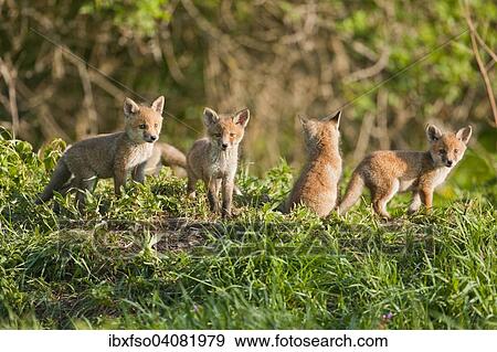 "Red foxes (Vulpes vulpes), fox cubs, Thuringia, Germany, Europe" View Large Photo Image Stock Photo - "Red foxes (Vulpes vulpes), fox cubs, Thuringia, Germany, Europe". Fotosearch