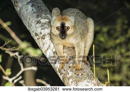 "Red-fronted Brown Lemur (Eulemur rufus), Toliara province, Madagascar, Africa" View Large Photo Image Stock Image - "Red-fronted Brown Lemur (Eulemur rufus), Toliara province, Madagascar, Africa". Fotosearch