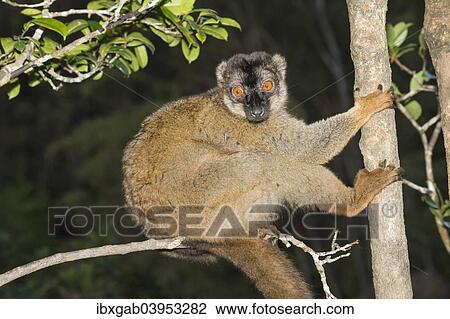 "Red-fronted Brown Lemur (Eulemur rufus), Andasibe-Mantadia National Park, Madagascar, Africa" View Large Photo Image Stock Image - "Red-fronted Brown Lemur (Eulemur rufus), Andasibe-Mantadia National Park, Madagascar, Africa". Fotosearch