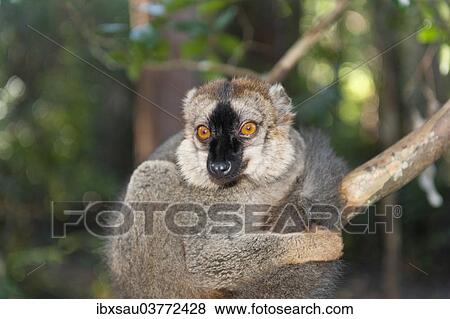 "Red-fronted Lemur (Eulemur rufifrons), Vakona Park, Madagascar, Africa" View Large Photo Image Stock Photo - "Red-fronted Lemur (Eulemur rufifrons), Vakona Park, Madagascar, Africa". Fotosearch