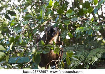 Stock Photo - "Red-fronted Lemur (Eulemur rufifrons), in green foliage, Ranomafana National Park, Madagascar, Africa". Fotosearch