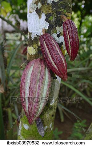 "Red fruits on a Cocoa Tree (Theobroma cacao), Bali, Indonesia, Asia" View Large Photo Image Stock Image - "Red fruits on a Cocoa Tree (Theobroma cacao), Bali, Indonesia, Asia". Fotosearch