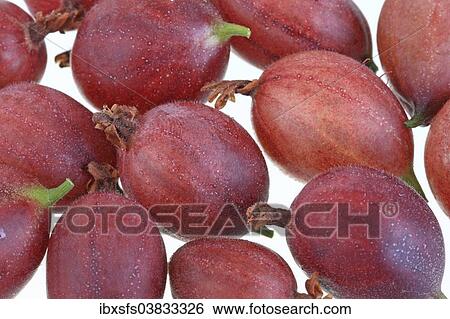 Red gooseberries View Large Photo Image Stock Photograph - Red gooseberries. Fotosearch