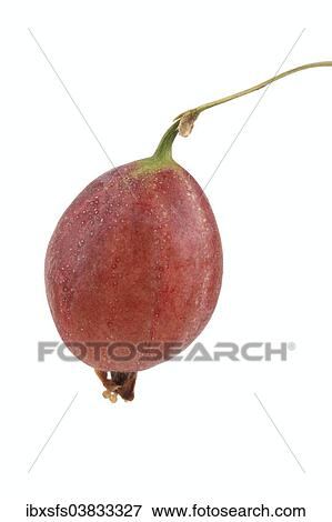 Red gooseberry View Large Photo Image Stock Photo - Red gooseberry. Fotosearch