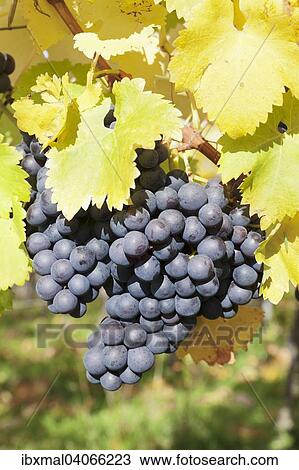 "Red grapes on a vine in autumn, Uhlbach, Stuttgart, Baden-Wurttemberg, Germany, Europe" View Large Photo Image Stock Image - "Red grapes on a vine in autumn, Uhlbach, Stuttgart, Baden-Wurttemberg, Germany, Europe". Fotosearch
