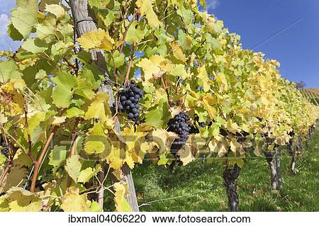 "Red grapes on the vine in autumn, Uhlbach, Stuttgart, Baden-Wurttemberg, Germany, Europe" View Large Photo Image Stock Image - "Red grapes on the vine in autumn, Uhlbach, Stuttgart, Baden-Wurttemberg, Germany, Europe". Fotosearch