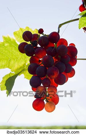 "Red grapes, red Gutedel or Chasselas variety" View Large Photo Image Picture - "Red grapes, red Gutedel or Chasselas variety". Fotosearch