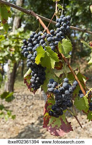 "Red Grapes (Vitis vinifera), vine in a vineyard" View Large Photo Image Picture - "Red Grapes (Vitis vinifera), vine in a vineyard". Fotosearch