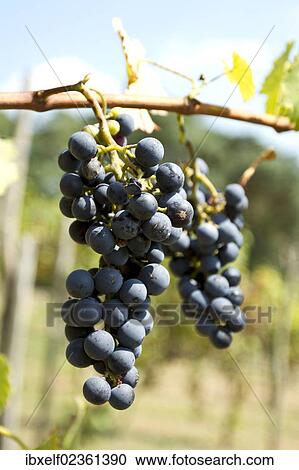"Red Grapes (Vitis vinifera), vine in a vineyard" View Large Photo Image Stock Image - "Red Grapes (Vitis vinifera), vine in a vineyard". Fotosearch