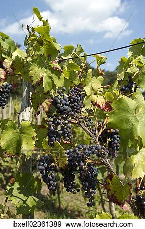 "Red Grapes (Vitis vinifera), vine in a vineyard" View Large Photo Image Stock Photo - "Red Grapes (Vitis vinifera), vine in a vineyard". Fotosearch