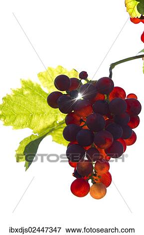 Stock Photo - "Red Gutedel grapes with backlighting, Markgraeflerland region, Baden-Wurttemberg, Germany, Europe". Fotosearch