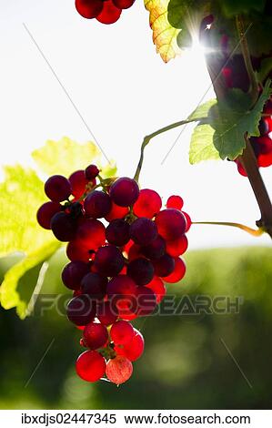 Stock Photography - "Red Gutedel grapes with backlighting, Markgraeflerland region, Baden-Wurttemberg, Germany, Europe". Fotosearch