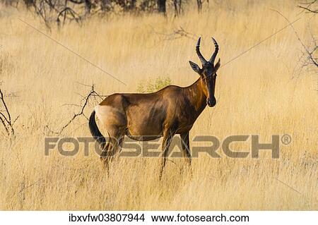 "Red hartebeest, (Alcelaphus buselaphus) in dry grass, Etosha National Park, Namibia, Africa" View Large Photo Image Picture - "Red hartebeest, (Alcelaphus buselaphus) in dry grass, Etosha National Park, Namibia, Africa". Fotosearch