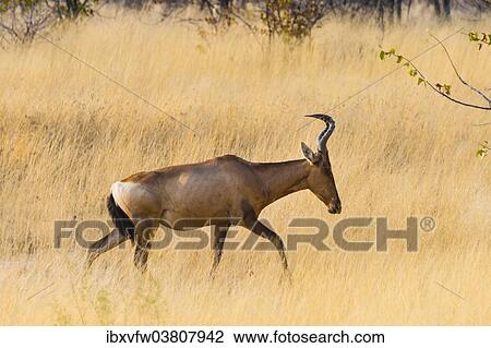 "Red hartebeest, (Alcelaphus buselaphus) walking through the dry grass, Etosha National Park, Namibia, Africa" View Large Photo Image Stock Image - "Red hartebeest, (Alcelaphus buselaphus) walking through the dry grass, Etosha National Park, Namibia, Africa". Fotosearch