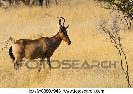 "Red hartebeest, (Alcelaphus buselaphus) in dry grass, Etosha National Park, Namibia, Africa" View Large Photo Image Stock Image - "Red hartebeest, (Alcelaphus buselaphus) in dry grass, Etosha National Park, Namibia, Africa". Fotosearch