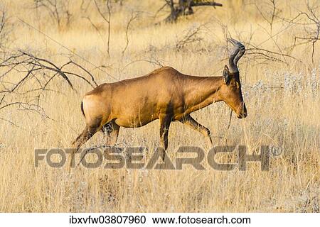 "Red hartebeest (Alcelaphus buselaphus), Etosha National Park, Namibia, Africa" View Large Photo Image Stock Image - "Red hartebeest (Alcelaphus buselaphus), Etosha National Park, Namibia, Africa". Fotosearch