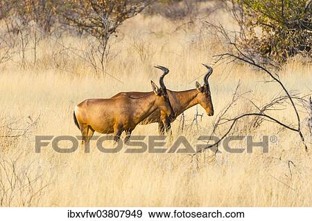 "Red hartebeest, (Alcelaphus buselaphus) in dry grass, Etosha National Park, Namibia, Africa" View Large Photo Image Stock Photo - "Red hartebeest, (Alcelaphus buselaphus) in dry grass, Etosha National Park, Namibia, Africa". Fotosearch