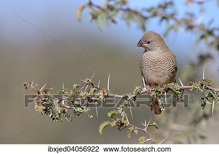 "Red-headed Finch (Amadina erythrocephala), female sitting on a branch, Kgalagadi Transfrontier Park, Northern Cape, South Africa, Africa" View Large Photo Image Stock Image - "Red-headed Finch (Amadina erythrocephala), female sitting on a branch, Kgalagadi Transfrontier Park, Northern Cape, South Africa, Africa". Fotosearch
