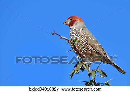 "Red-headed Finch (Amadina erythrocephala), male, on top of a branch, Kgalagadi Transfrontier Park, Northern Cape, South Africa, Africa" View Large Photo Image Stock Photo - "Red-headed Finch (Amadina erythrocephala), male, on top of a branch, Kgalagadi Transfrontier Park, Northern Cape, South Africa, Africa". Fotosearch
