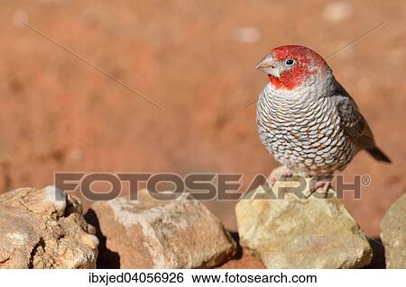 "Red-headed Finch (Amadina erythrocephala), male sitting on a stone, Kgalagadi Transfrontier Park, Northern Cape, South Africa, Africa" View Large Photo Image Stock Photograph - "Red-headed Finch (Amadina erythrocephala), male sitting on a stone, Kgalagadi Transfrontier Park, Northern Cape, South Africa, Africa". Fotosearch