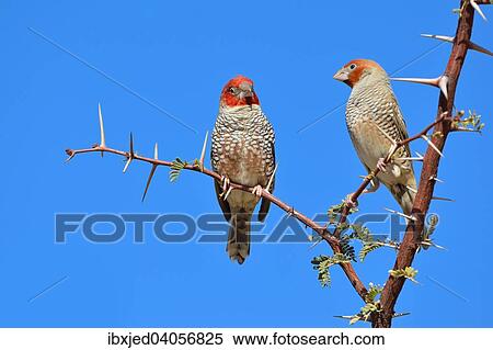 "Red-headed Finches (Amadina erythrocephala), male and female, perched on a branch, Kgalagadi Transfrontier Park, Northern Cape, South Africa, Africa" View Large Photo Image Stock Photography - "Red-headed Finches (Amadina erythrocephala), male and female, perched on a branch, Kgalagadi Transfrontier Park, Northern Cape, South Africa, Africa". Fotosearch