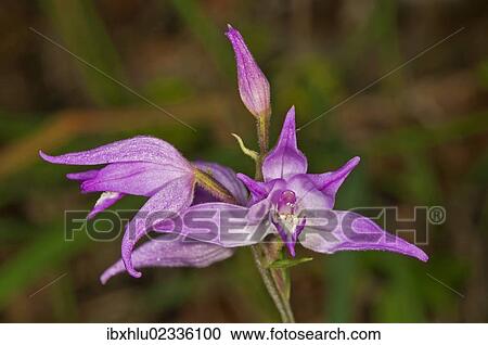 "Red Helleborine (Cephalanthera rubra), Degenfeld, Baden-Wuerttemberg, Germany, Europe" View Large Photo Image Stock Image - "Red Helleborine (Cephalanthera rubra), Degenfeld, Baden-Wuerttemberg, Germany, Europe". Fotosearch