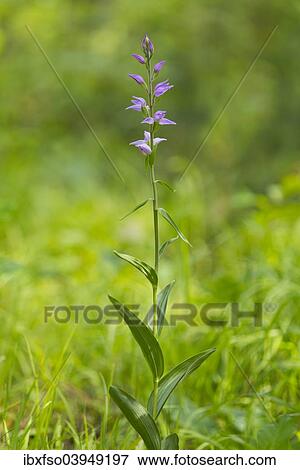 "Red helleborine (Cephalanthera rubra), flower, Thuringia, Germany, Europe" View Large Photo Image Stock Photo - "Red helleborine (Cephalanthera rubra), flower, Thuringia, Germany, Europe". Fotosearch