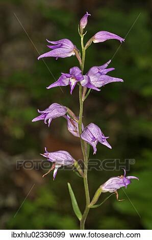 "Red Helleborine (Cephalanthera rubra), Degenfeld, Baden-Wuerttemberg, Germany, Europe" View Large Photo Image Stock Photo - "Red Helleborine (Cephalanthera rubra), Degenfeld, Baden-Wuerttemberg, Germany, Europe". Fotosearch