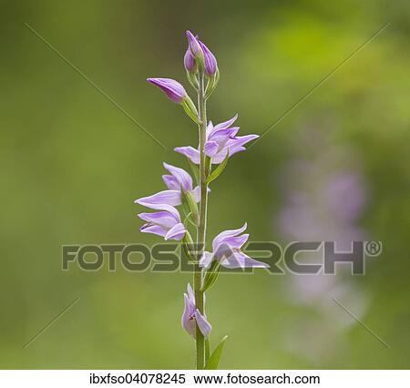 "Red Helleborine (Cephalanthera rubra), flowering, Thuringia, Germany, Europe" View Large Photo Image Stock Photography - "Red Helleborine (Cephalanthera rubra), flowering, Thuringia, Germany, Europe". Fotosearch